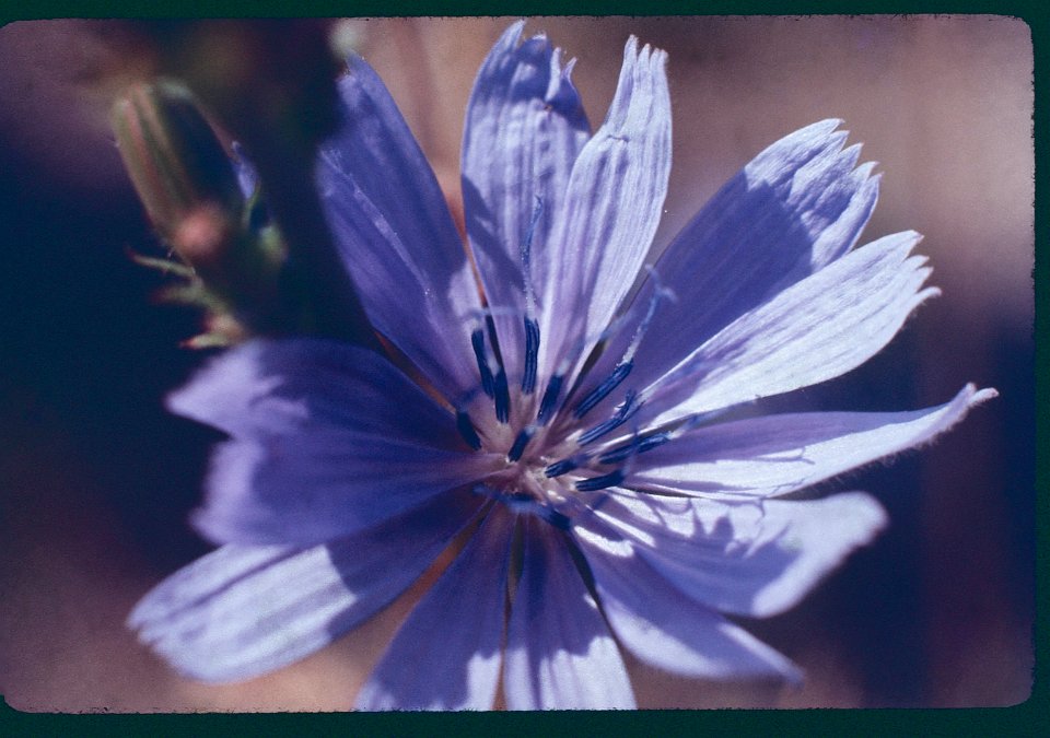 Chicory 1971